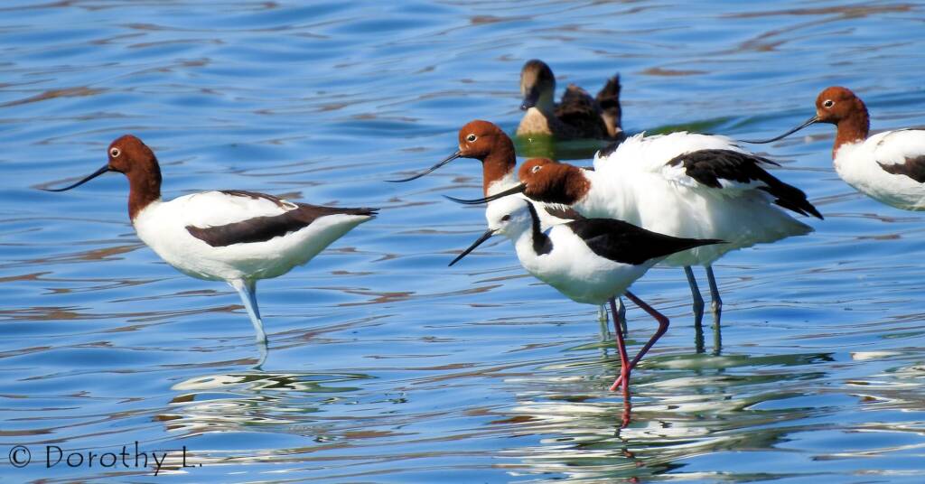 Pied Stilt in company of the Red-necked Avocet © Dorothy Latimer