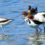 Pied Stilt in company of the Red-necked Avocet © Dorothy Latimer