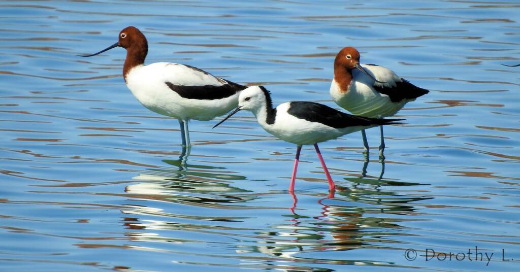 Pied Stilt in company of the Red-necked Avocet © Dorothy Latimer