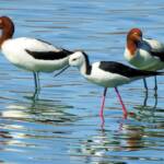 Pied Stilt in company of the Red-necked Avocet © Dorothy Latimer