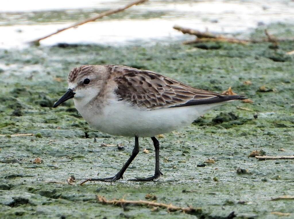 Red-necked Stint (Calidris ruficollis), Alice Springs Sewage Ponds, NT © Dorothy Latimer