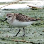 Red-necked Stint (Calidris ruficollis), Alice Springs Sewage Ponds, NT © Dorothy Latimer