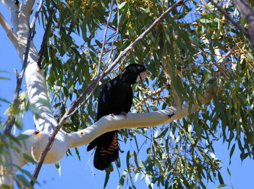 Red-tailed Black Cockatoo (Calyptorhynchus banksii), Owen Springs Reserve NT © Dorothy Latimer