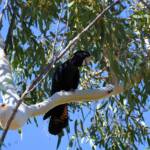 Red-tailed Black Cockatoo (Calyptorhynchus banksii), Owen Springs Reserve NT © Dorothy Latimer