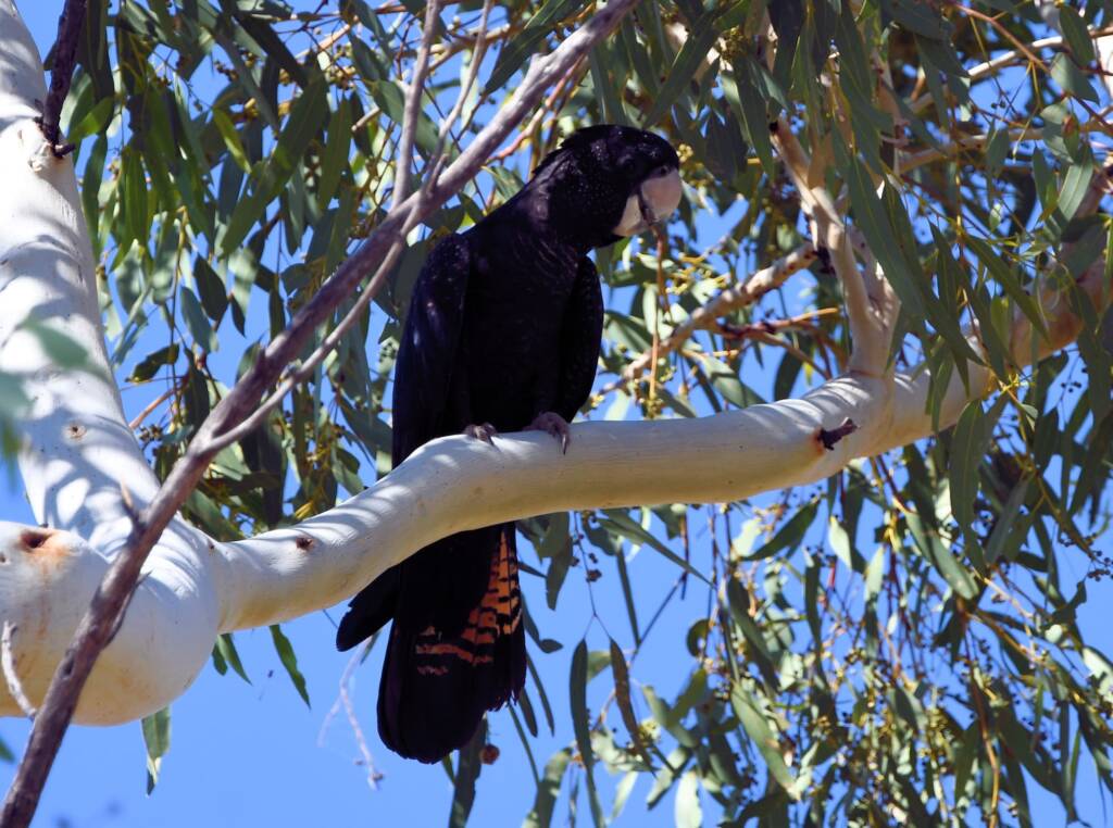 Red-tailed Black Cockatoo (Calyptorhynchus banksii), Owen Springs Reserve NT © Dorothy Latimer