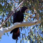 Red-tailed Black Cockatoo (Calyptorhynchus banksii), Owen Springs Reserve NT © Dorothy Latimer