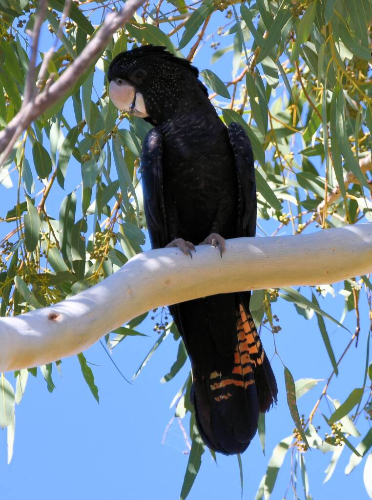 Red-tailed Black Cockatoo (Calyptorhynchus banksii), Owen Springs Reserve NT © Dorothy Latimer