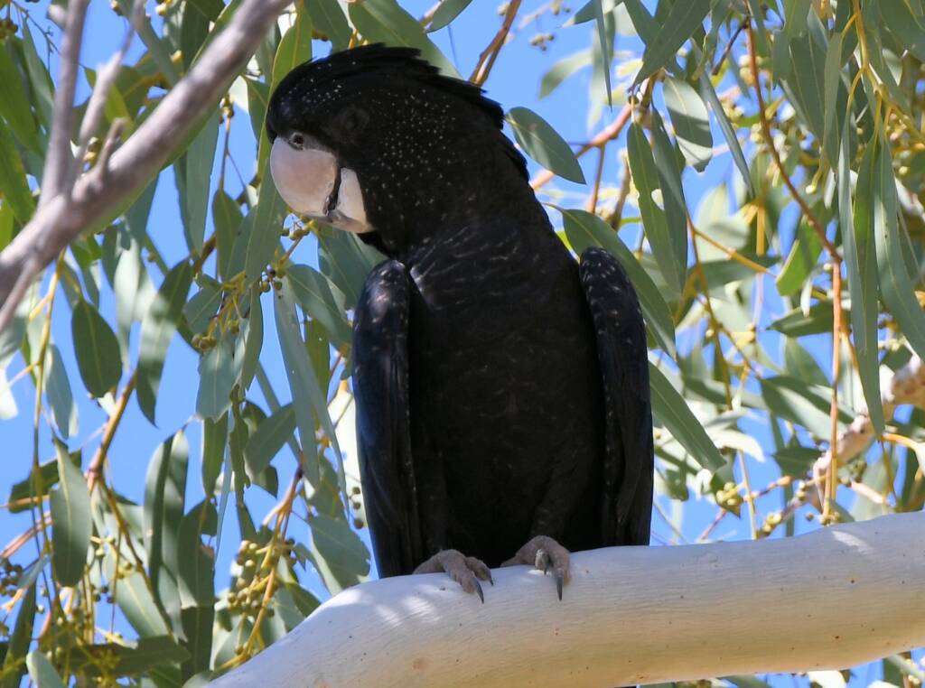 Red-tailed Black Cockatoo (Calyptorhynchus banksii), Owen Springs Reserve NT © Dorothy Latimer