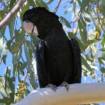 Red-tailed Black Cockatoo (Calyptorhynchus banksii), Owen Springs Reserve NT © Dorothy Latimer