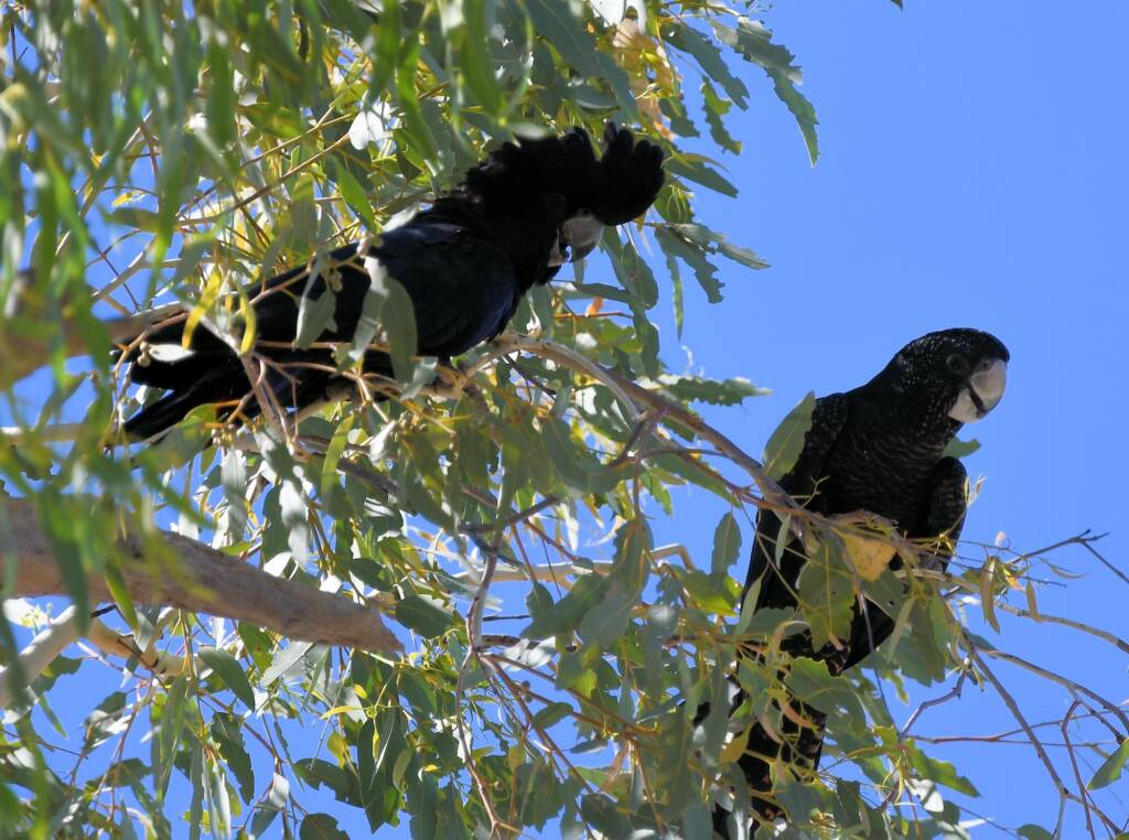Red-tailed Black Cockatoo (Calyptorhynchus banksii), Owen Springs Reserve NT © Dorothy Latimer