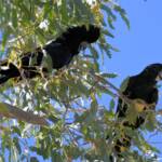 Red-tailed Black Cockatoo (Calyptorhynchus banksii), Owen Springs Reserve NT © Dorothy Latimer