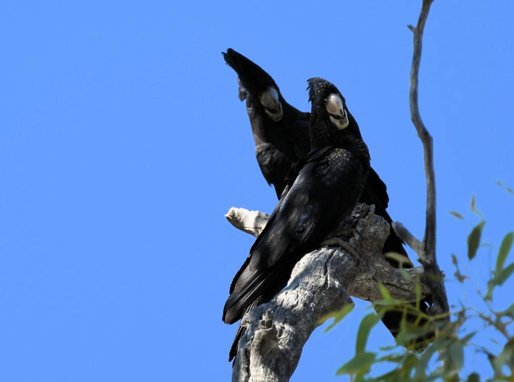 Red-tailed Black Cockatoo (Calyptorhynchus banksii), Owen Springs Reserve NT © Dorothy Latimer