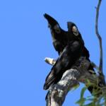 Red-tailed Black Cockatoo (Calyptorhynchus banksii), Owen Springs Reserve NT © Dorothy Latimer