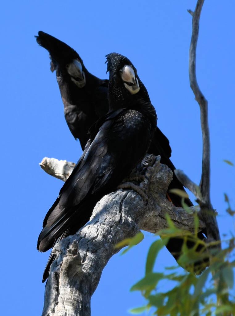 Red-tailed Black Cockatoo (Calyptorhynchus banksii), Owen Springs Reserve NT © Dorothy Latimer