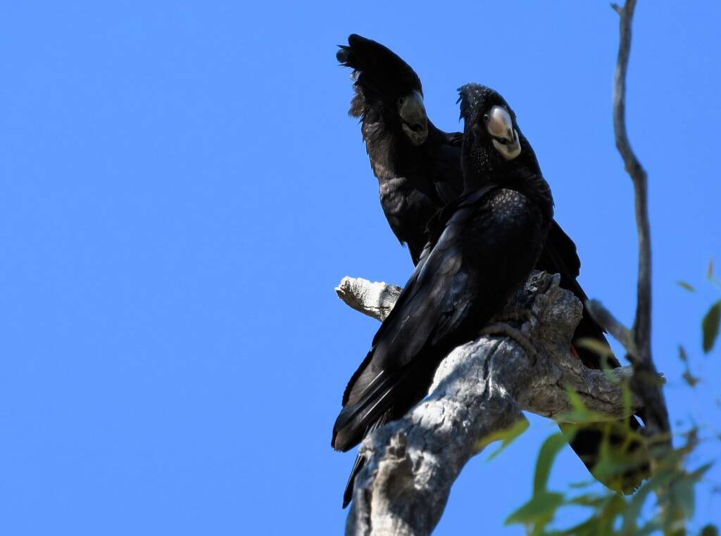 Red-tailed Black Cockatoo (Calyptorhynchus banksii), Owen Springs Reserve NT © Dorothy Latimer