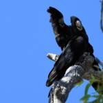 Red-tailed Black Cockatoo (Calyptorhynchus banksii), Owen Springs Reserve NT © Dorothy Latimer