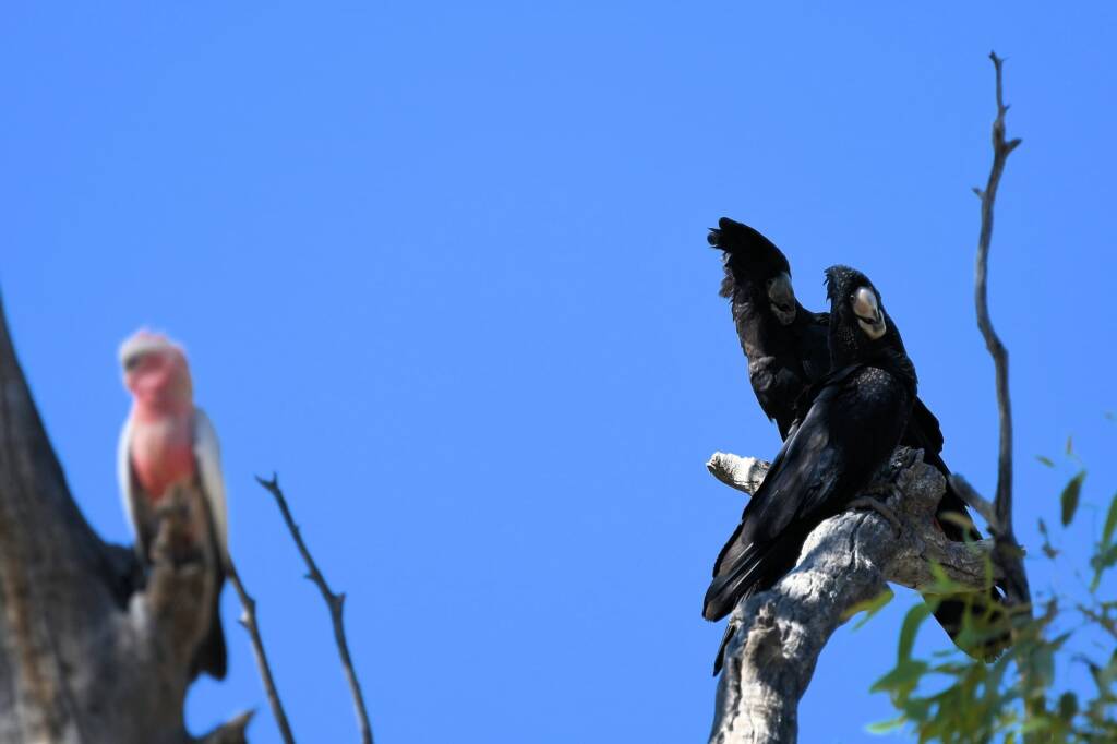 Red-tailed Black Cockatoo (Calyptorhynchus banksii), Owen Springs Reserve NT © Dorothy Latimer