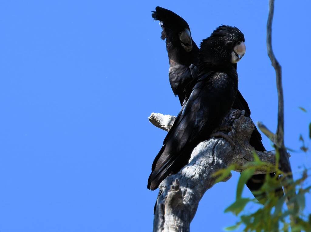 Red-tailed Black Cockatoo (Calyptorhynchus banksii), Owen Springs Reserve NT © Dorothy Latimer