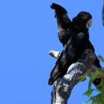 Red-tailed Black Cockatoo (Calyptorhynchus banksii), Owen Springs Reserve NT © Dorothy Latimer