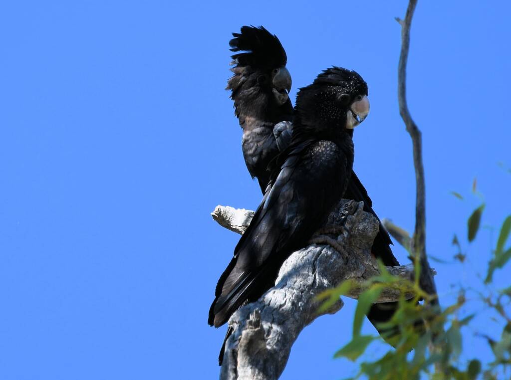 Red-tailed Black Cockatoo (Calyptorhynchus banksii), Owen Springs Reserve NT © Dorothy Latimer