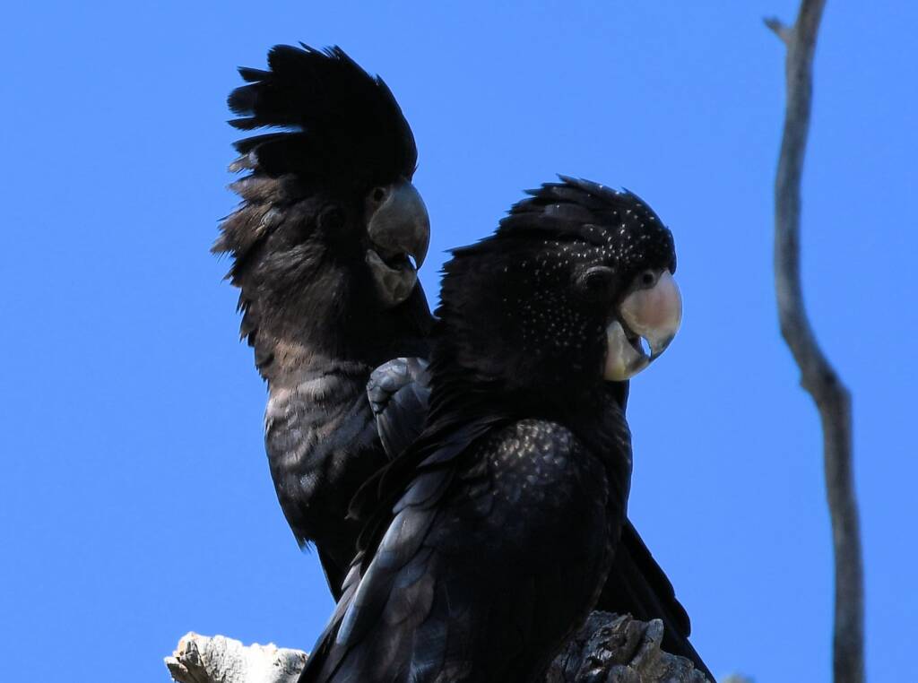 Red-tailed Black Cockatoo (Calyptorhynchus banksii), Owen Springs Reserve NT © Dorothy Latimer