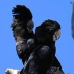 Red-tailed Black Cockatoo (Calyptorhynchus banksii), Owen Springs Reserve NT © Dorothy Latimer