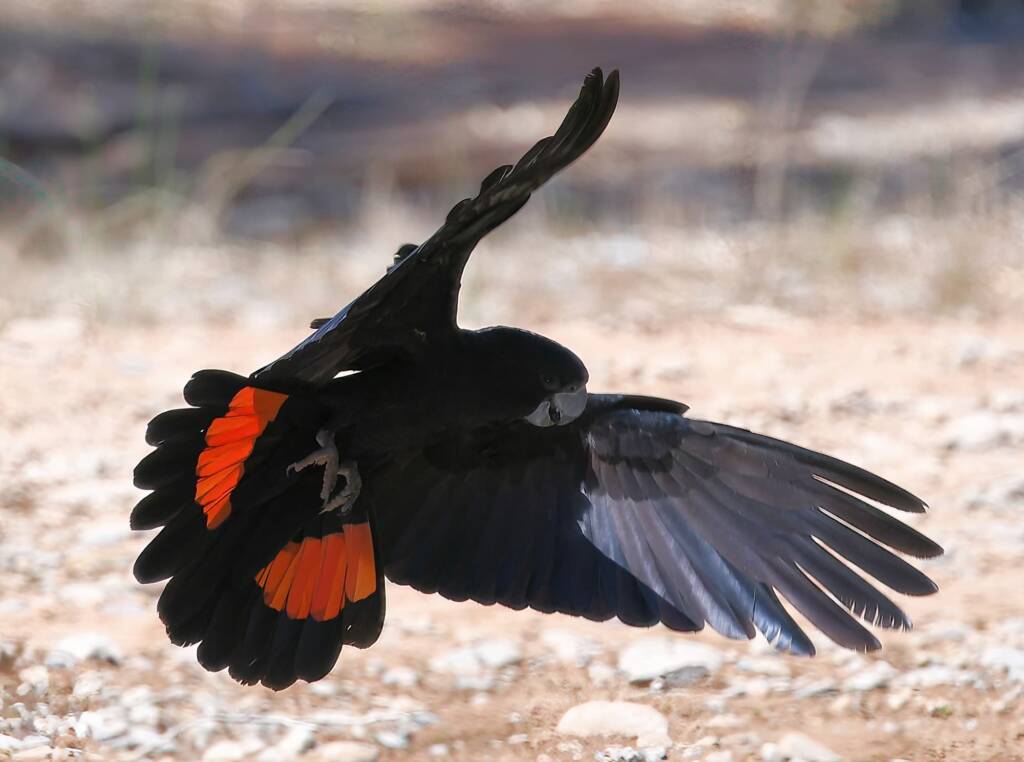 Red-tailed Black Cockatoo (Calyptorhynchus banksii), Owen Springs Reserve NT © Dorothy Latimer