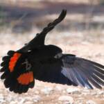 Red-tailed Black Cockatoo (Calyptorhynchus banksii), Owen Springs Reserve NT © Dorothy Latimer