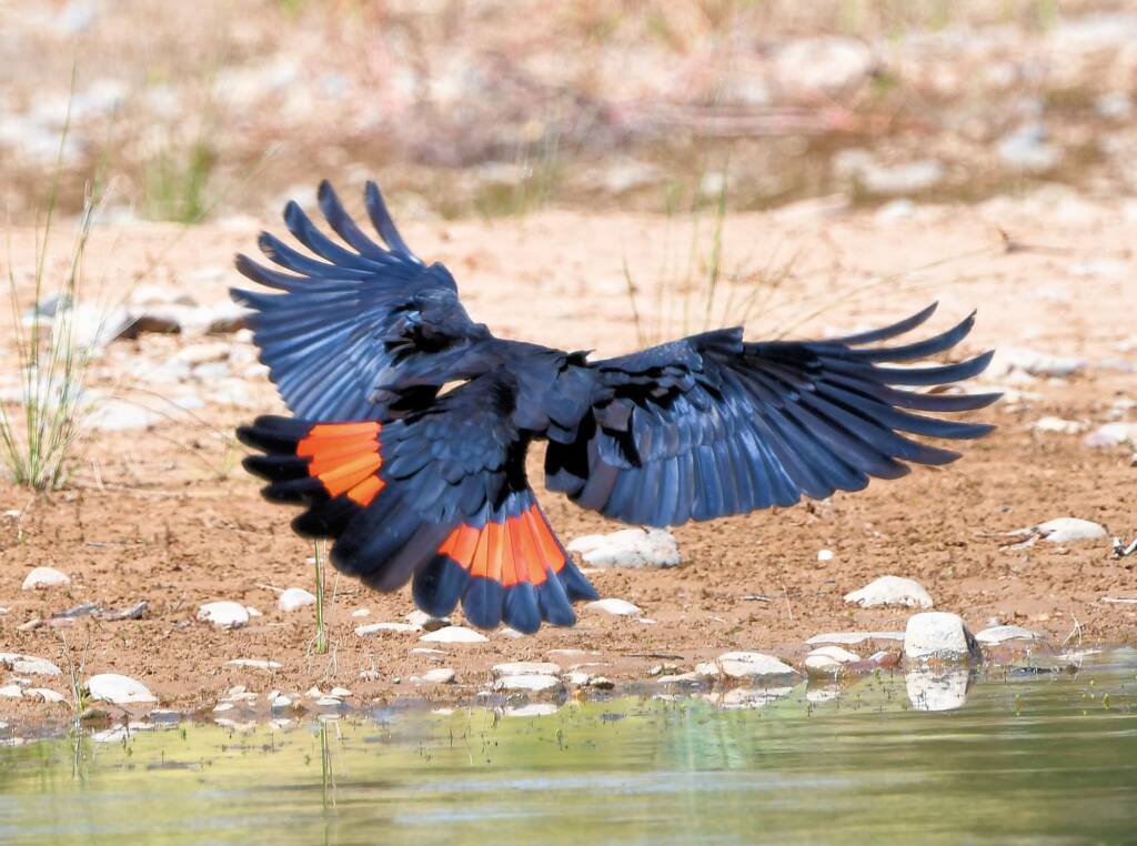 Red-tailed Black Cockatoo (Calyptorhynchus banksii), Owen Springs Reserve NT © Dorothy Latimer