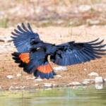 Red-tailed Black Cockatoo (Calyptorhynchus banksii), Owen Springs Reserve NT © Dorothy Latimer