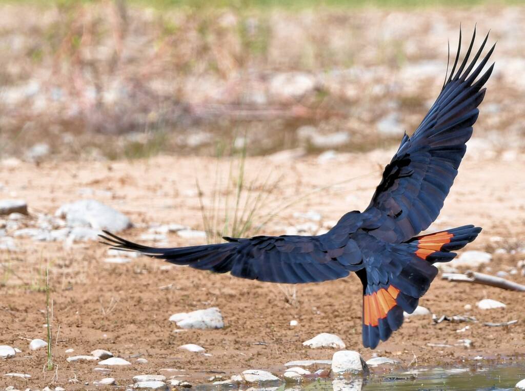Red-tailed Black Cockatoo (Calyptorhynchus banksii), Owen Springs Reserve NT © Dorothy Latimer