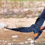 Red-tailed Black Cockatoo (Calyptorhynchus banksii), Owen Springs Reserve NT © Dorothy Latimer