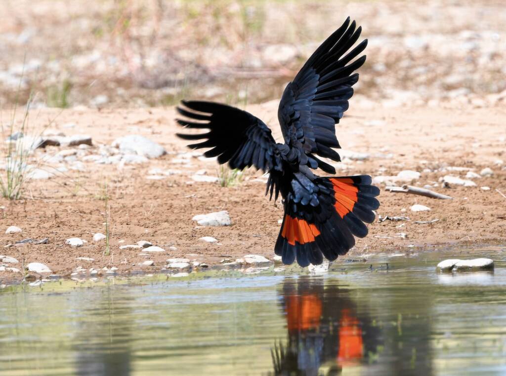 Red-tailed Black Cockatoo (Calyptorhynchus banksii), Owen Springs Reserve NT © Dorothy Latimer