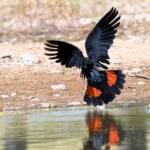 Red-tailed Black Cockatoo (Calyptorhynchus banksii), Owen Springs Reserve NT © Dorothy Latimer
