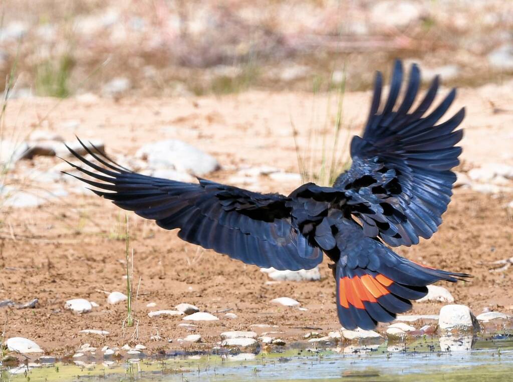 Red-tailed Black Cockatoo (Calyptorhynchus banksii), Owen Springs Reserve NT © Dorothy Latimer