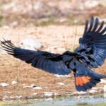Red-tailed Black Cockatoo (Calyptorhynchus banksii), Owen Springs Reserve NT © Dorothy Latimer