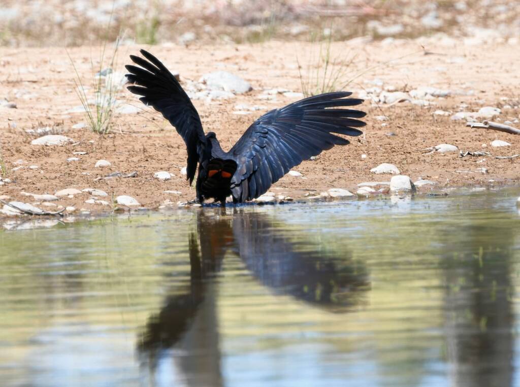 Red-tailed Black Cockatoo (Calyptorhynchus banksii), Owen Springs Reserve NT © Dorothy Latimer
