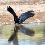 Red-tailed Black Cockatoo (Calyptorhynchus banksii), Owen Springs Reserve NT © Dorothy Latimer