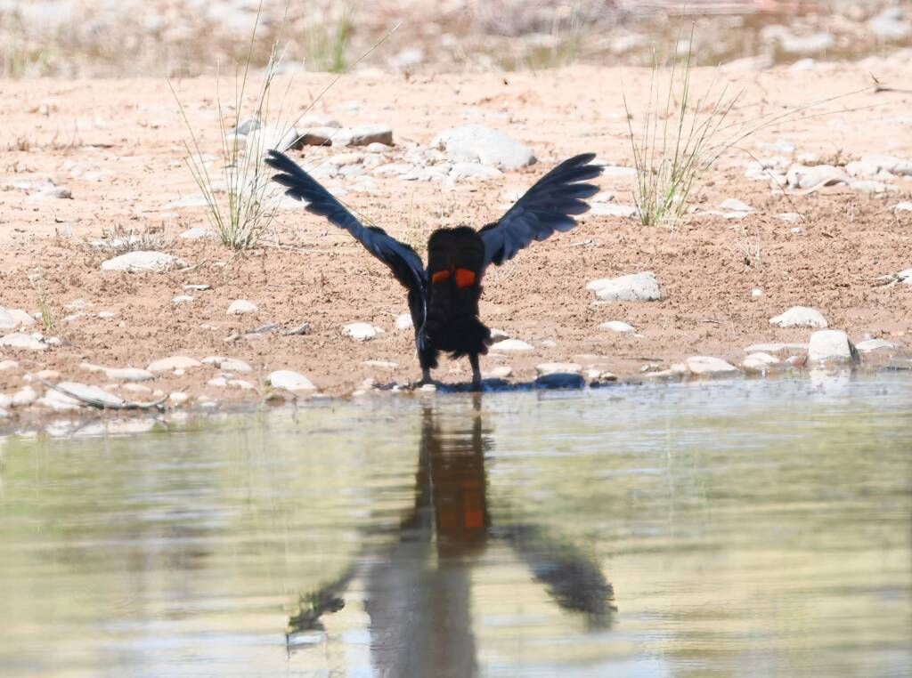 Red-tailed Black Cockatoo (Calyptorhynchus banksii), Owen Springs Reserve NT © Dorothy Latimer