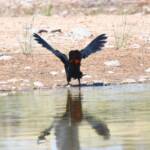 Red-tailed Black Cockatoo (Calyptorhynchus banksii), Owen Springs Reserve NT © Dorothy Latimer