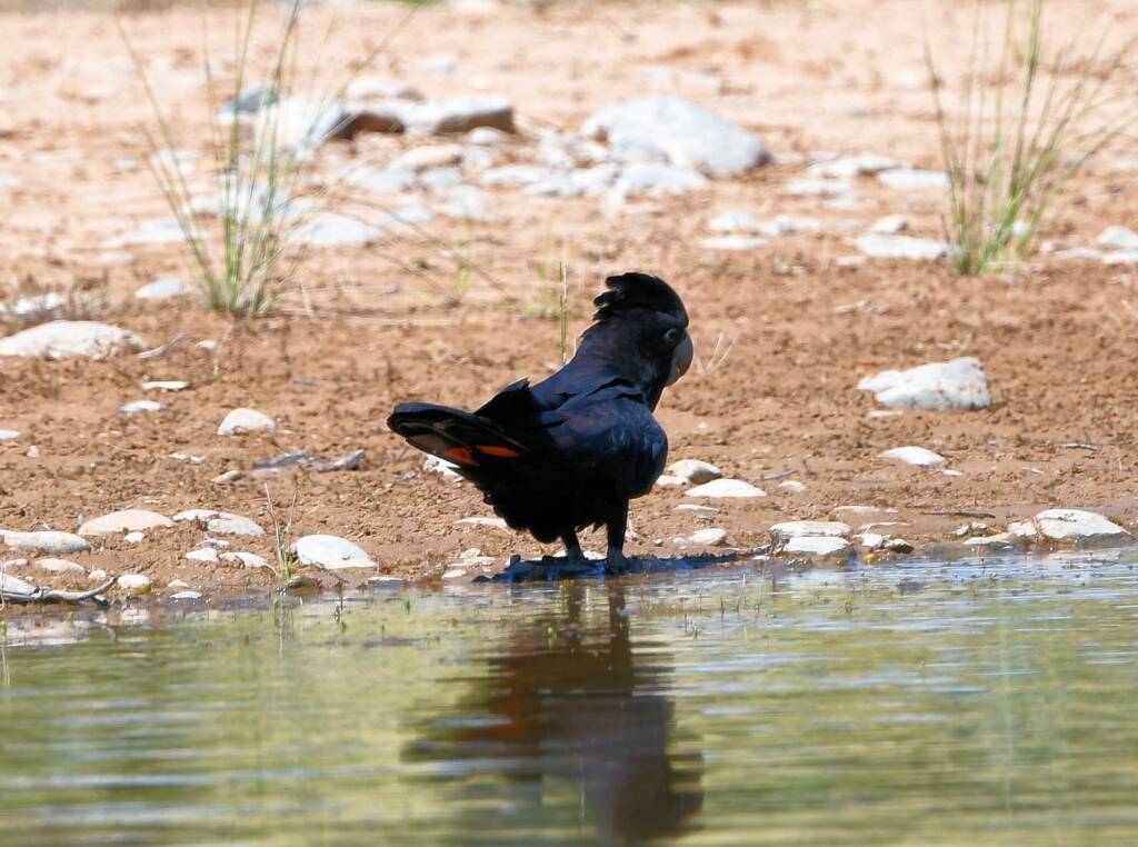 Red-tailed Black Cockatoo (Calyptorhynchus banksii), Owen Springs Reserve NT © Dorothy Latimer