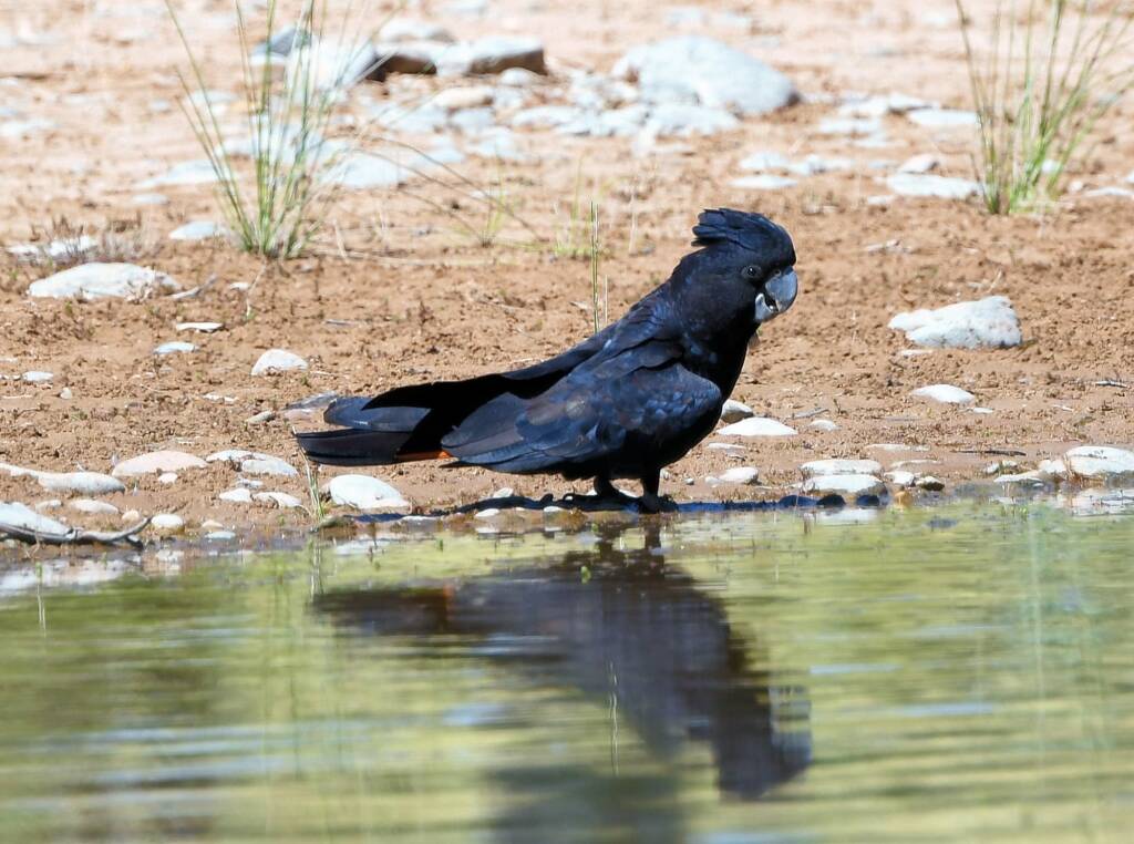 Red-tailed Black Cockatoo (Calyptorhynchus banksii), Owen Springs Reserve NT © Dorothy Latimer