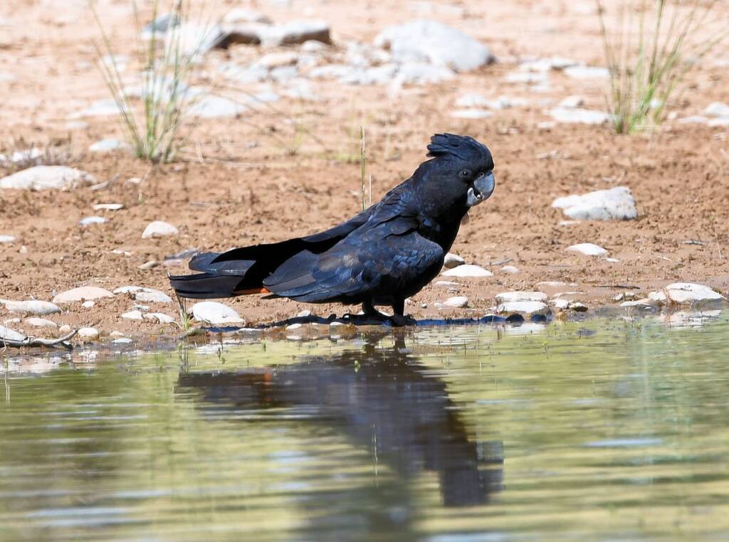 Red-tailed Black Cockatoo (Calyptorhynchus banksii), Owen Springs Reserve NT © Dorothy Latimer