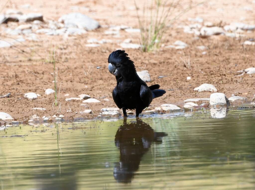 Red-tailed Black Cockatoo (Calyptorhynchus banksii), Owen Springs Reserve NT © Dorothy Latimer