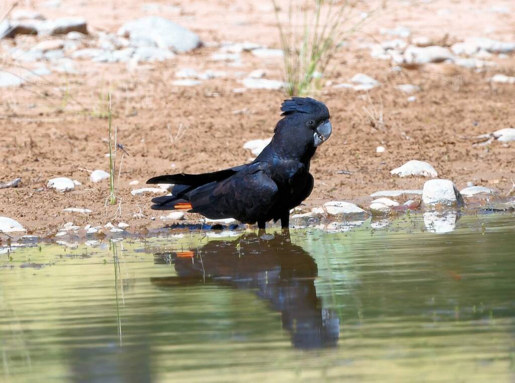 Red-tailed Black Cockatoo (Calyptorhynchus banksii), Owen Springs Reserve NT © Dorothy Latimer