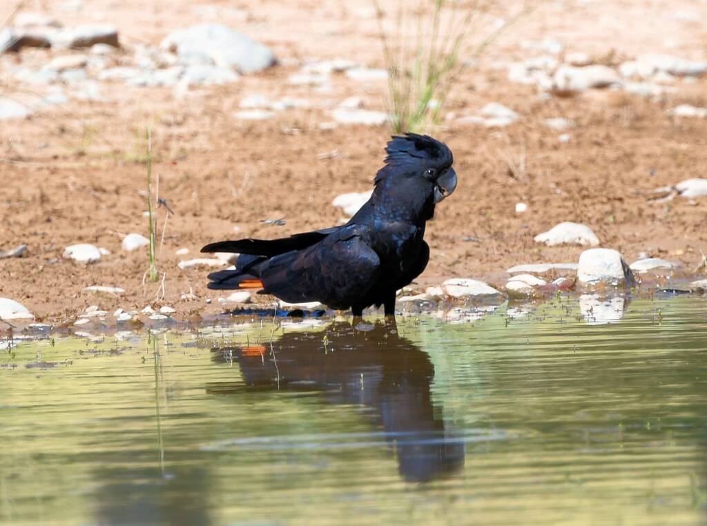 Red-tailed Black Cockatoo (Calyptorhynchus banksii), Owen Springs Reserve NT © Dorothy Latimer
