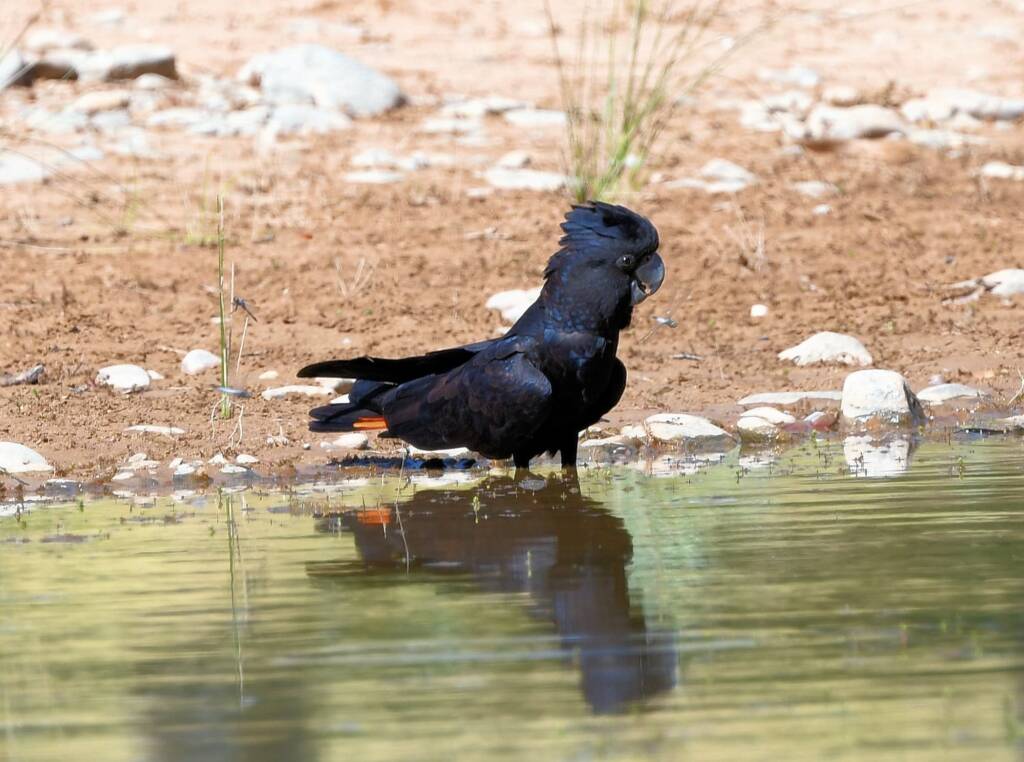 Red-tailed Black Cockatoo (Calyptorhynchus banksii), Owen Springs Reserve NT © Dorothy Latimer