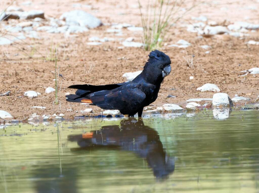 Red-tailed Black Cockatoo (Calyptorhynchus banksii), Owen Springs Reserve NT © Dorothy Latimer