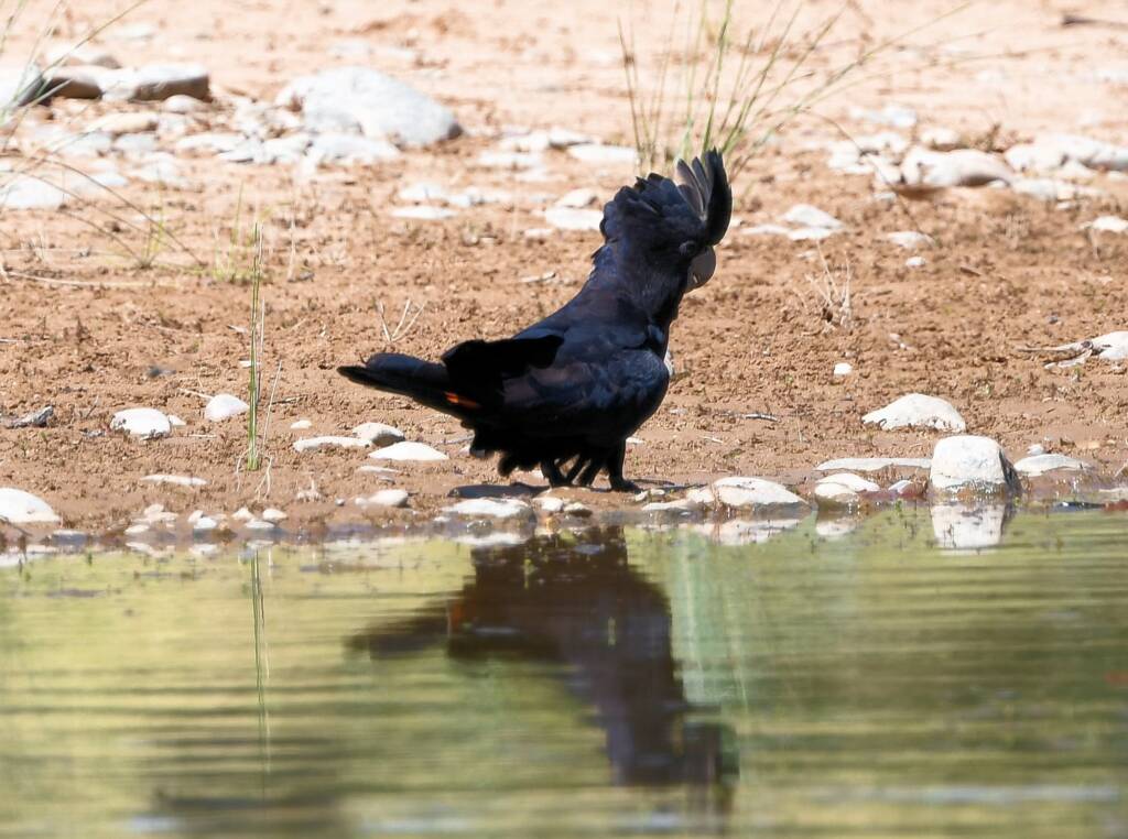 Red-tailed Black Cockatoo (Calyptorhynchus banksii), Owen Springs Reserve NT © Dorothy Latimer