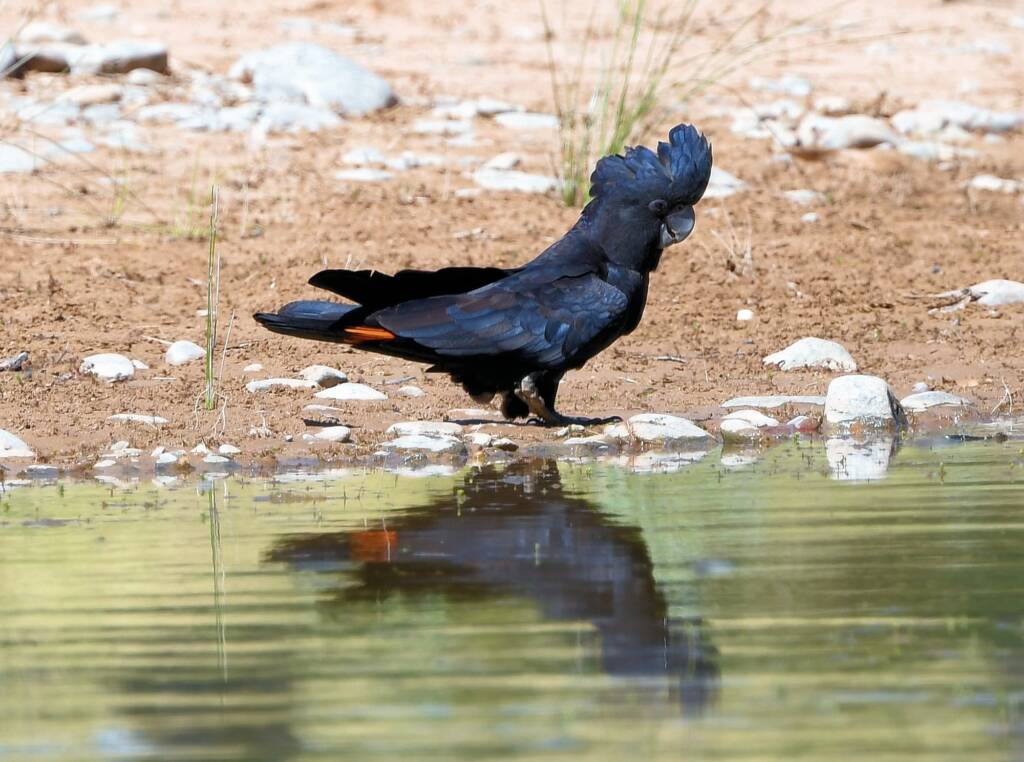 Red-tailed Black Cockatoo (Calyptorhynchus banksii), Owen Springs Reserve NT © Dorothy Latimer